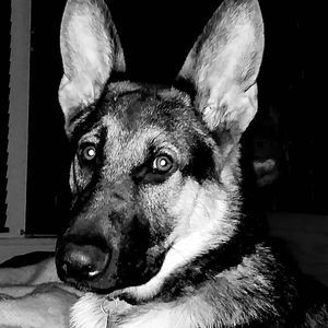 Meet your Posher, Dale